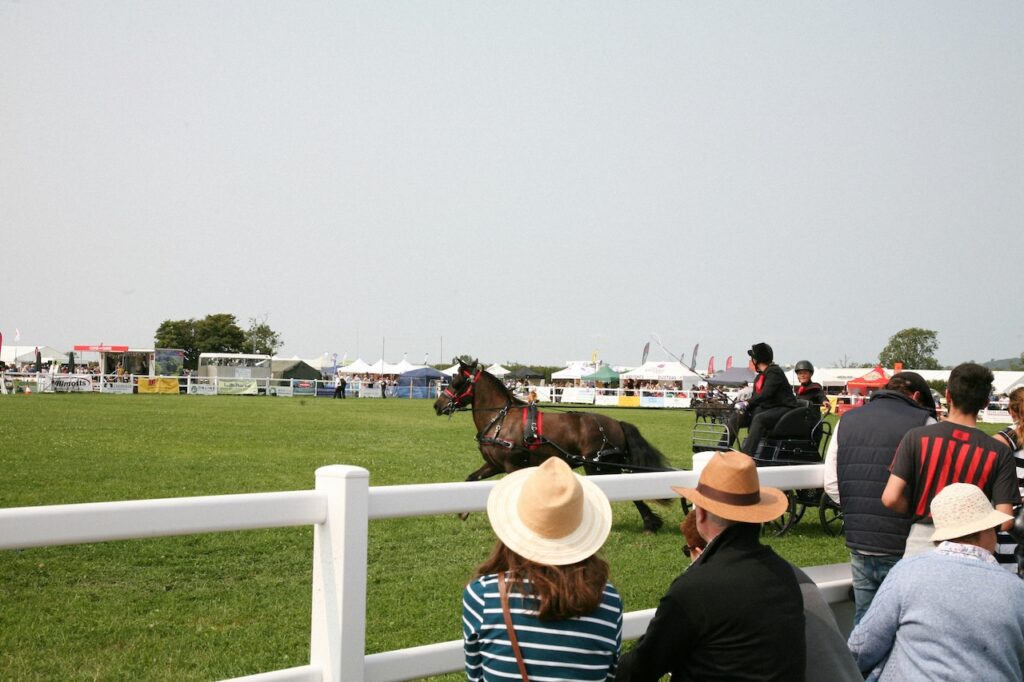 champion show horse training