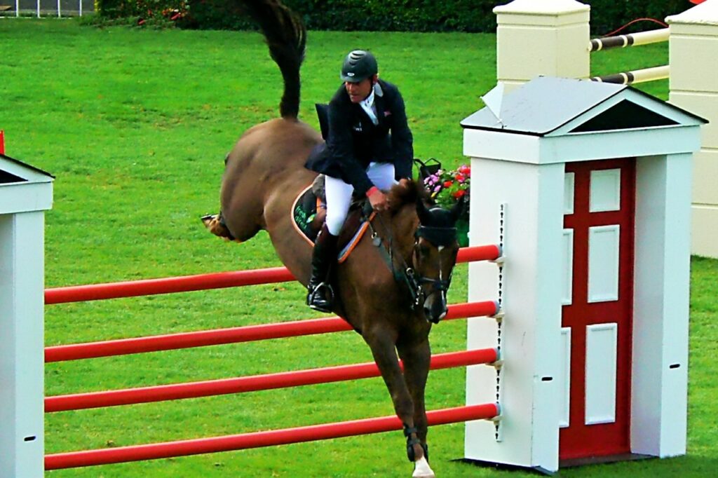 show horse healthy on road