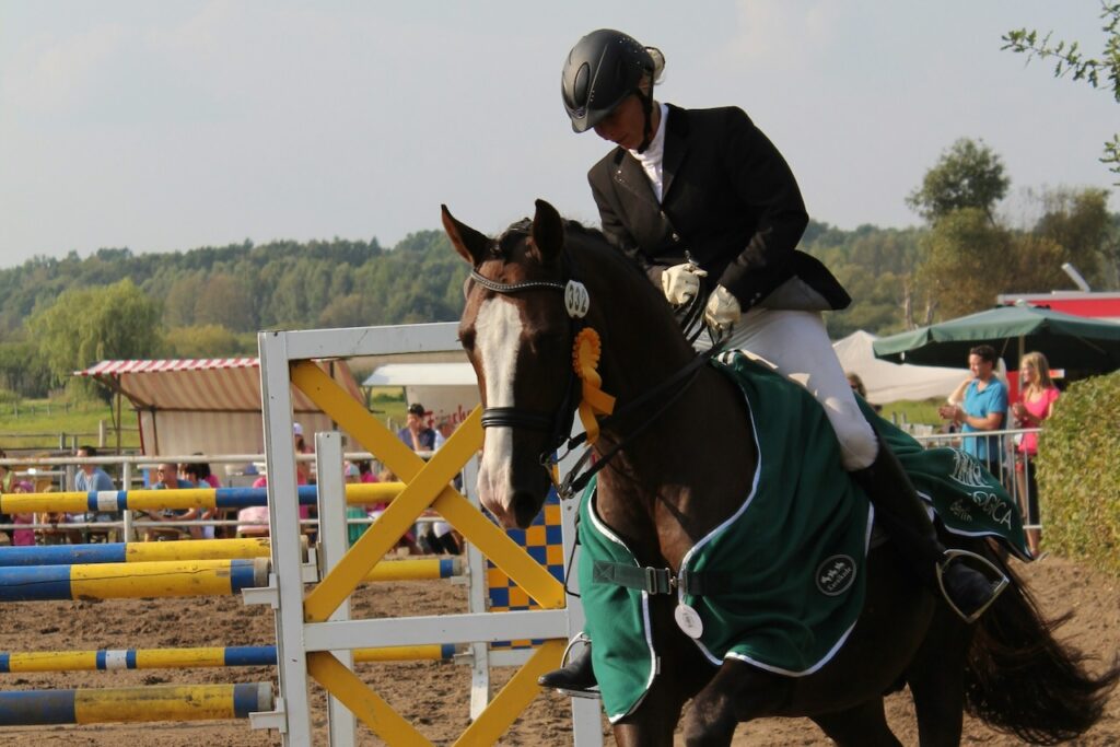 show horse beginners guide